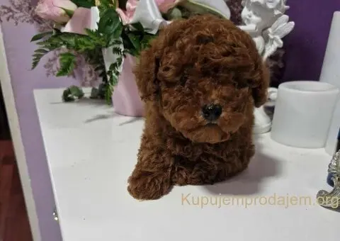 Neodoljivi stenci Toy pudle - 1/7