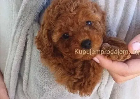 Neodoljivi stenci Toy pudle - 2/7