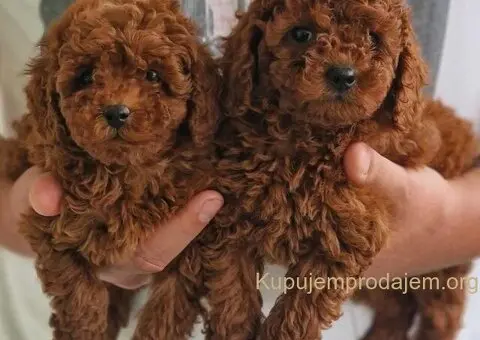 Neodoljivi stenci Toy pudle - 3/7