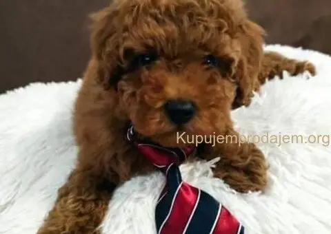 Neodoljivi stenci Toy pudle - 4/7