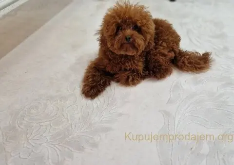 Neodoljivi stenci Toy pudle - 5/7