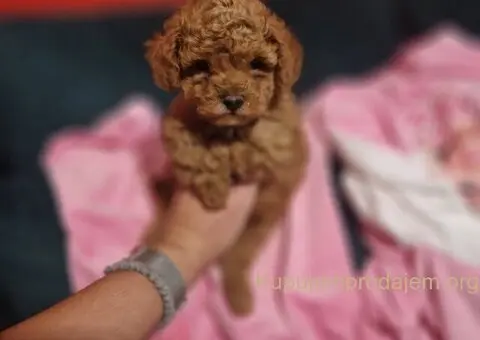 Neodoljivi stenci Toy pudle - 6/7