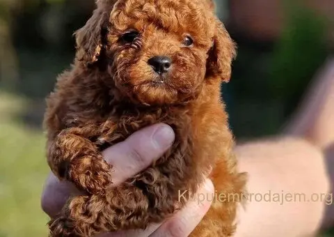 Neodoljivi stenci Toy pudle - 7/7