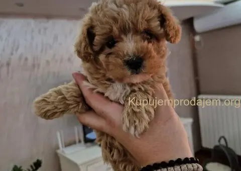 Neodoljivi stenci maltipoo - 1/6