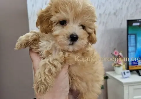 Neodoljivi stenci maltipoo - 2/6