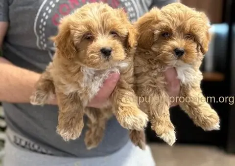 Neodoljivi stenci maltipoo - 3/6