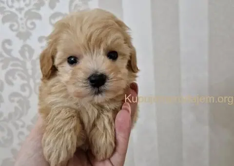 Neodoljivi stenci maltipoo - 4/6