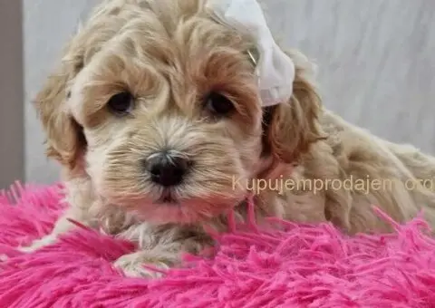 Neodoljivi stenci maltipoo - 5/6