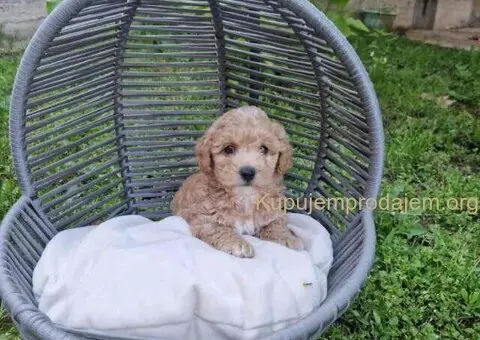 Neodoljivi stenci maltipoo - 6/6