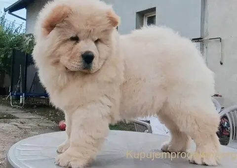 Na prodaju dva mužjaka chow chow stari tri meseca - 2/6