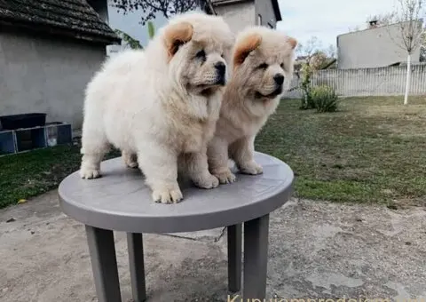 Na prodaju dva mužjaka chow chow stari tri meseca - 3/6