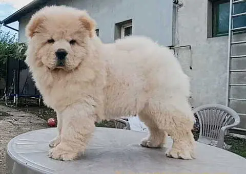 Na prodaju dva mužjaka chow chow stari tri meseca - 4/6