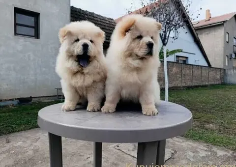 Na prodaju dva mužjaka chow chow stari tri meseca - 5/6