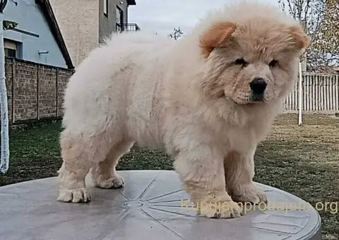 Na prodaju dva mužjaka chow chow stari tri meseca - 6/6