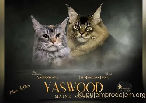 Maine Coon / Mejn Kun macici