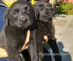 Prodajem dva muska steneta Labradora