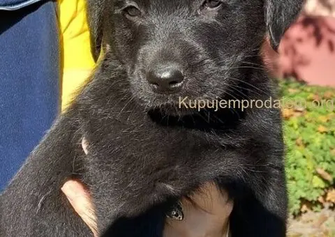 Prodajem dva muska steneta Labradora - 2/6