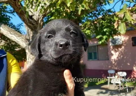 Prodajem dva muska steneta Labradora - 3/6