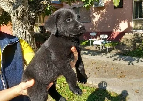 Prodajem dva muska steneta Labradora - 5/6