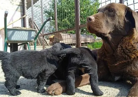 Prodajem dva muska steneta Labradora - 6/6
