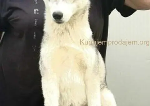 Sibirski Haski žensko štene