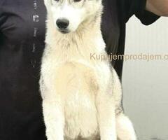 Sibirski Haski žensko štene