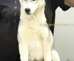 Sibirski Haski žensko štene