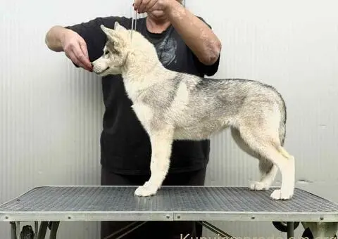 Sibirski Haski žensko štene - 2/2