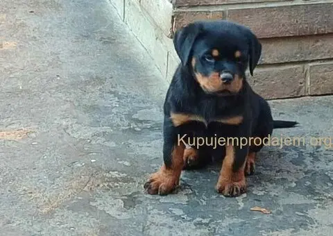 Prelepa štenad Rotvajlera, 2 meseca starosti. - 1/7
