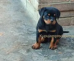 Prelepa štenad Rotvajlera, 2 meseca starosti.