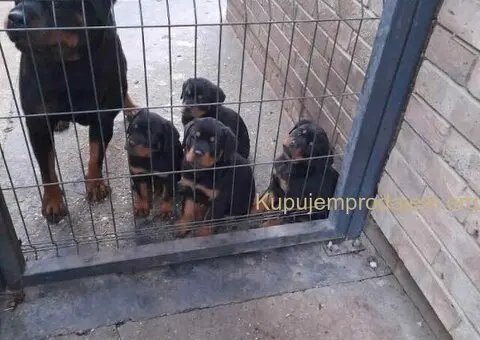 Prelepa štenad Rotvajlera, 2 meseca starosti. - 2/7