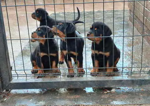 Prelepa štenad Rotvajlera, 2 meseca starosti. - 3/7