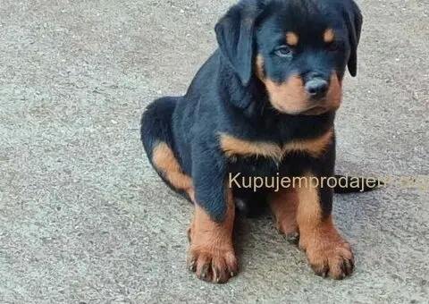 Prelepa štenad Rotvajlera, 2 meseca starosti. - 4/7