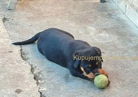 Prelepa štenad Rotvajlera, 2 meseca starosti. - 5/7