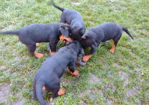 Prelepa štenad Rotvajlera, 2 meseca starosti. - 6/7