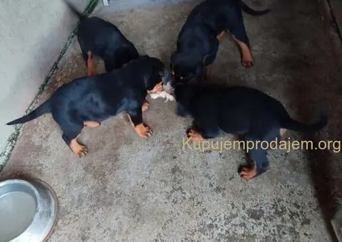 Prelepa štenad Rotvajlera, 2 meseca starosti. - 7/7