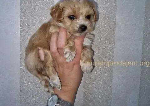 Prodajem preslatke kuce maltipoa - 1/3