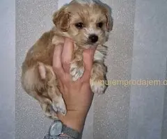 Prodajem preslatke kuce maltipoa