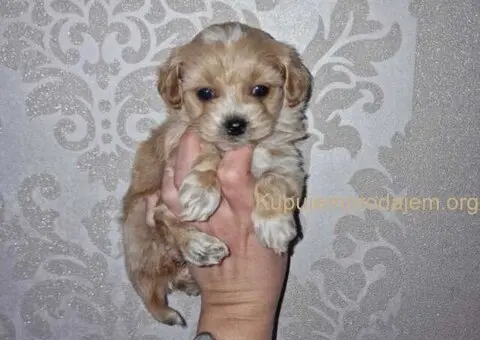 Prodajem preslatke kuce maltipoa - 2/3