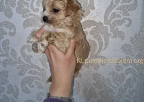 Prodajem preslatke kuce maltipoa - 3/3