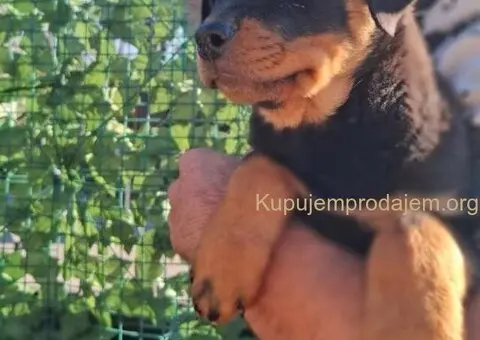 Rotvajler 4 muška šteneta - 1/4