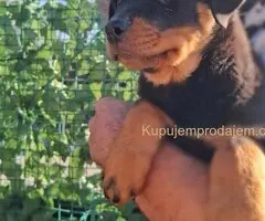 Rotvajler 4 muška šteneta