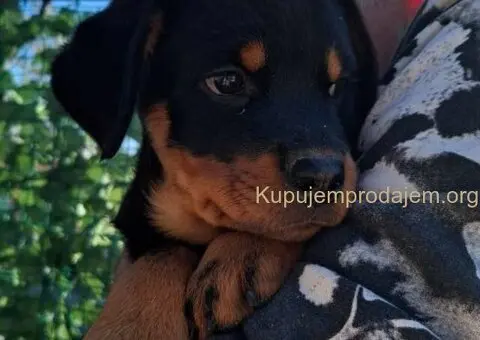 Rotvajler 4 muška šteneta - 2/4