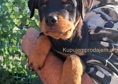 Rotvajler 4 muška šteneta - 3/4