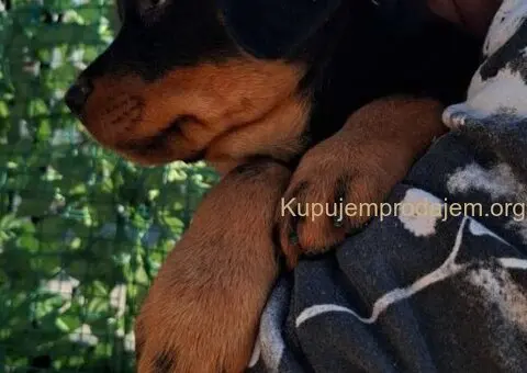 Rotvajler 4 muška šteneta - 4/4