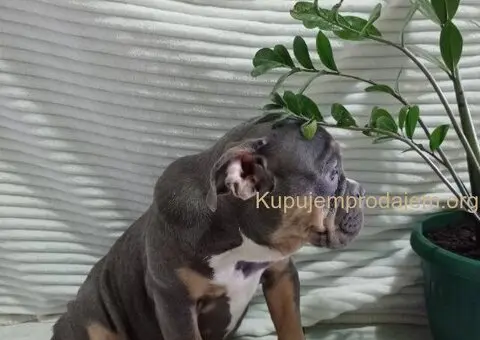 Plavo stene engleskog buldoga - 1/5