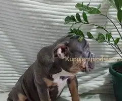 Plavo stene engleskog buldoga