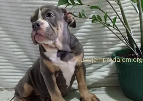 Plavo stene engleskog buldoga - 2/5