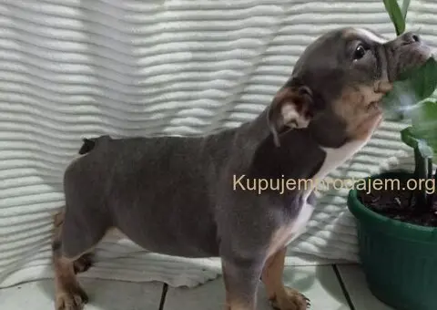 Plavo stene engleskog buldoga - 3/5