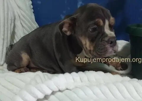 Plavo stene engleskog buldoga - 4/5